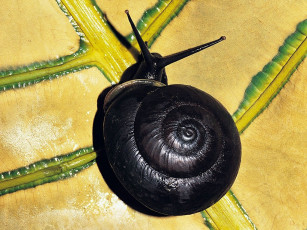 Картинка животные улитки