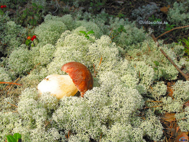 Обои картинки фото еда, грибы, грибные, блюда