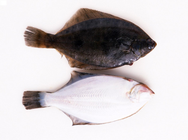 Обои картинки фото еда, рыба, морепродукты, суши, роллы