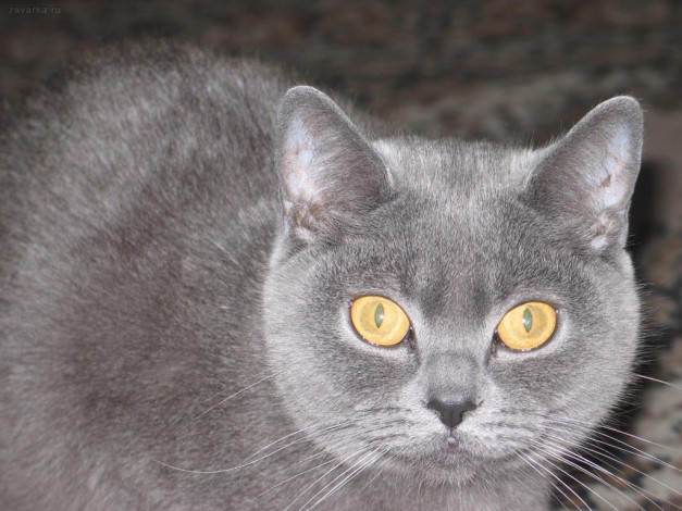 Обои картинки фото животные, коты