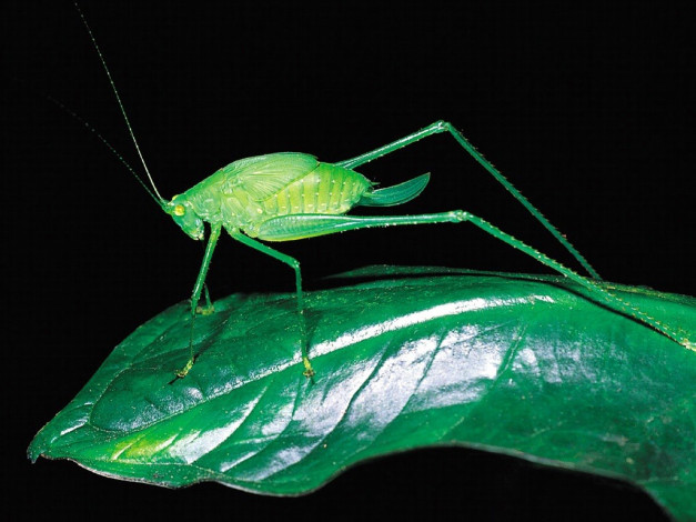 Обои картинки фото животные, кузнечики, саранча