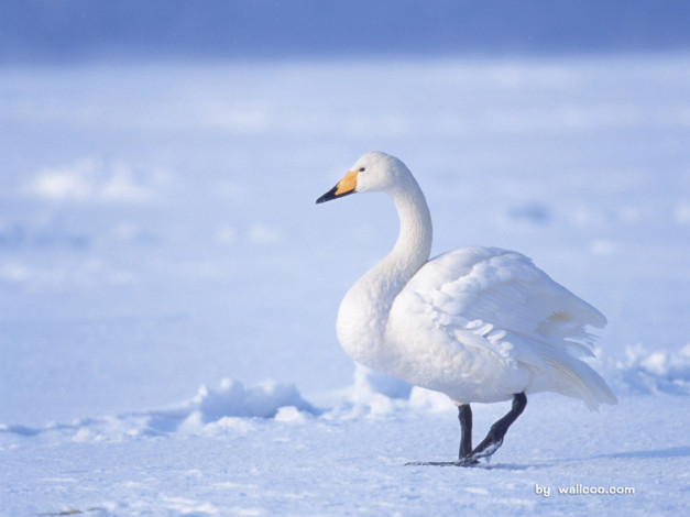 Обои картинки фото животные, лебеди