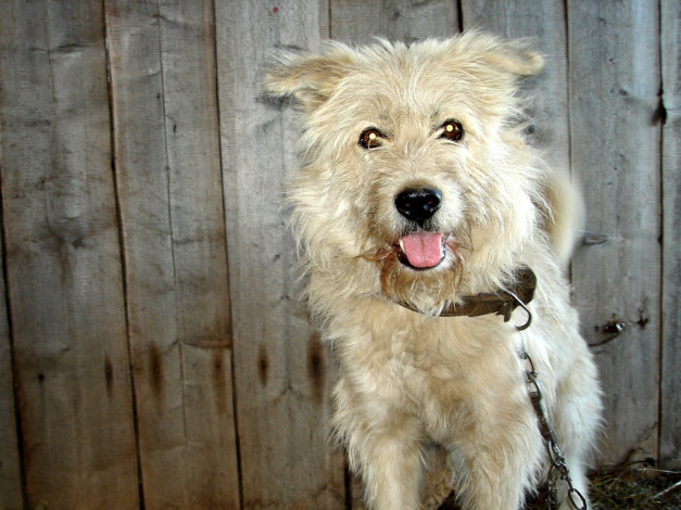 Обои картинки фото животные, собаки