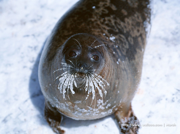 Обои картинки фото животные, тюлени, морские, львы, котики