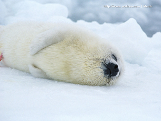 Обои картинки фото животные, тюлени, морские, львы, котики