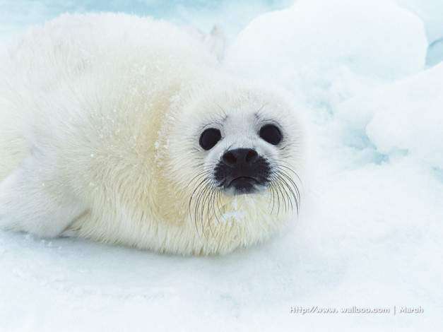 Обои картинки фото животные, тюлени, морские, львы, котики
