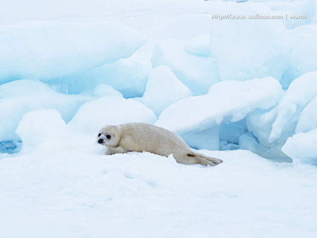 Обои картинки фото животные, тюлени, морские, львы, котики