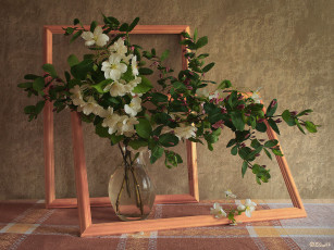 Картинка цветы шиповник