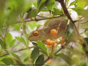 Картинка животные хамелеоны