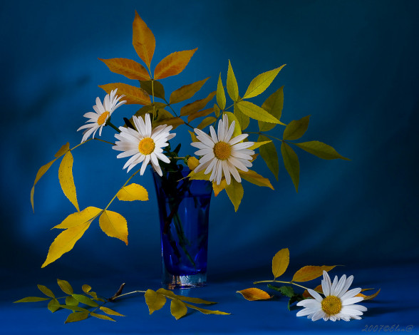 Обои картинки фото цветы, ромашки