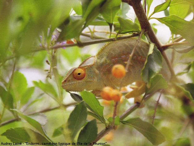 Обои картинки фото животные, хамелеоны