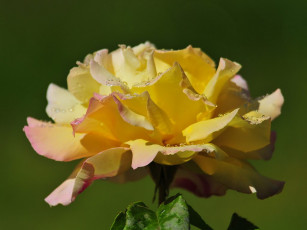 Картинка цветы розы