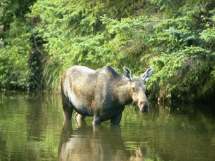 Картинка животные лоси