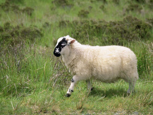 Картинка животные овцы бараны