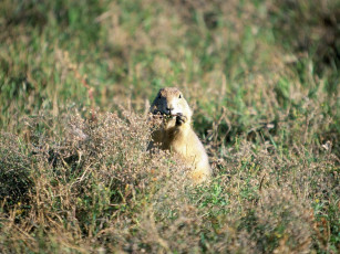Картинка животные суслики сурки