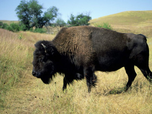 Картинка животные зубры бизоны