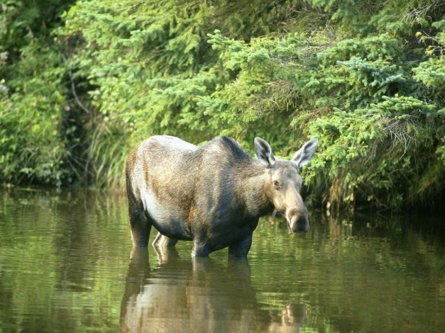 Обои картинки фото животные, лоси