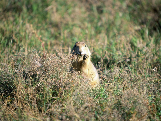 Обои картинки фото животные, суслики, сурки