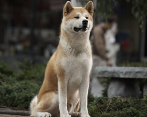 Обои картинки фото hachiko, dogs, story, кино, фильмы