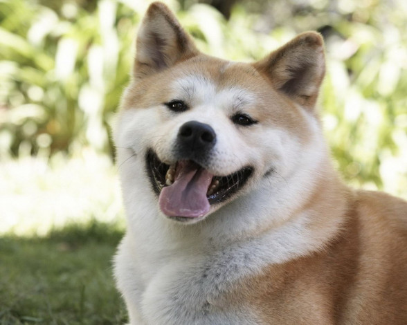 Обои картинки фото hachiko, dogs, story, кино, фильмы