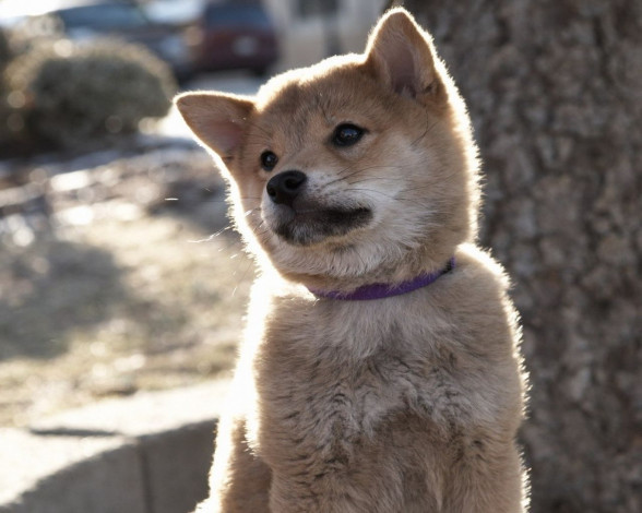 Обои картинки фото hachiko, dogs, story, кино, фильмы