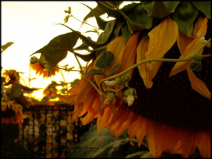 Картинка цветы подсолнухи