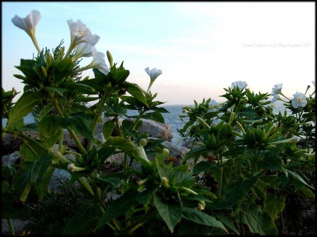 Обои картинки фото цветы, бругмансия, дурман, трубы, ангела