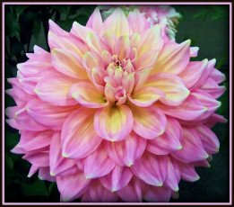 Картинка цветы георгины розовый