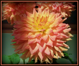 Картинка цветы георгины лепестки