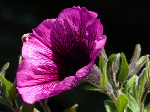 Картинка цветы петунии калибрахоа листья бутон тёмный