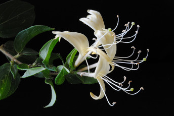 обоя цветы, цветущие, деревья, кустарники, ветка, листья, тёмный