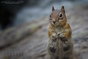 Картинка календари животные белка