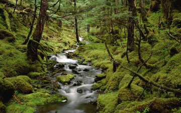 Картинка природа реки озера деревья мох лес ручей