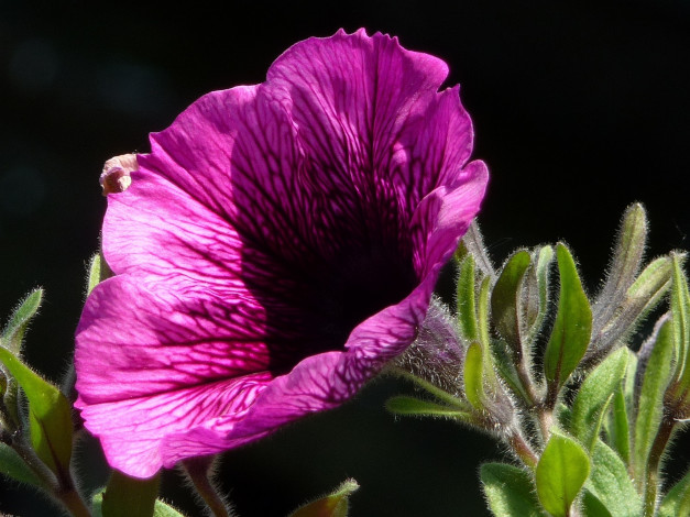 Обои картинки фото цветы, петунии, калибрахоа, листья, бутон, тёмный