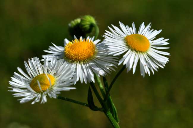 Обои картинки фото цветы, ромашки