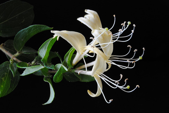 Обои картинки фото цветы, цветущие, деревья, кустарники, ветка, листья, тёмный