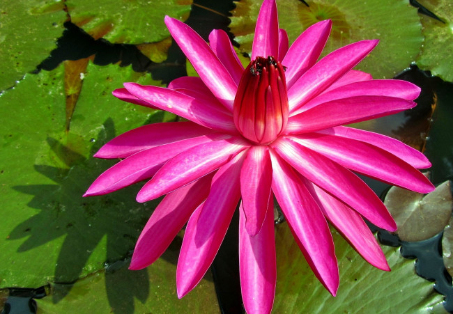 Обои картинки фото цветы, лилии, водяные, нимфеи, кувшинки, вода, листья, лепестки