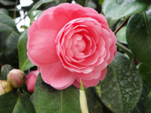 Картинка цветы камелии листья лепестки