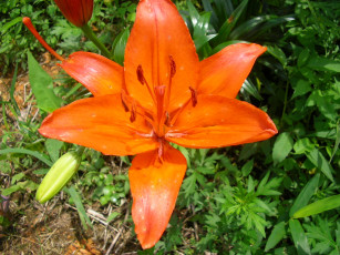 Картинка цветы лилии лилейники лилия