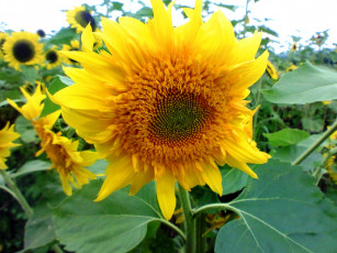 Картинка цветы подсолнухи