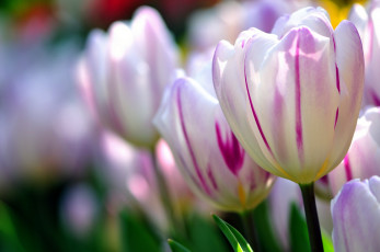 Картинка цветы тюльпаны пестрый