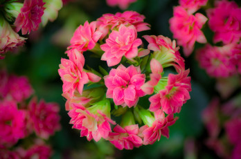 Картинка цветы каланхоэ розовый