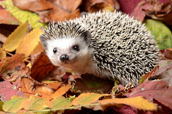 Картинка животные ежи листья осень колючки