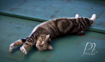 Картинка животные коты потягушки