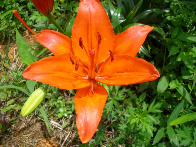 Обои картинки фото цветы, лилии, лилейники, лилия