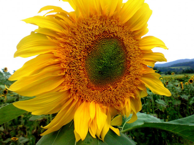 Обои картинки фото цветы, подсолнухи