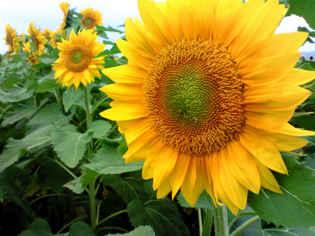 Обои картинки фото цветы, подсолнухи