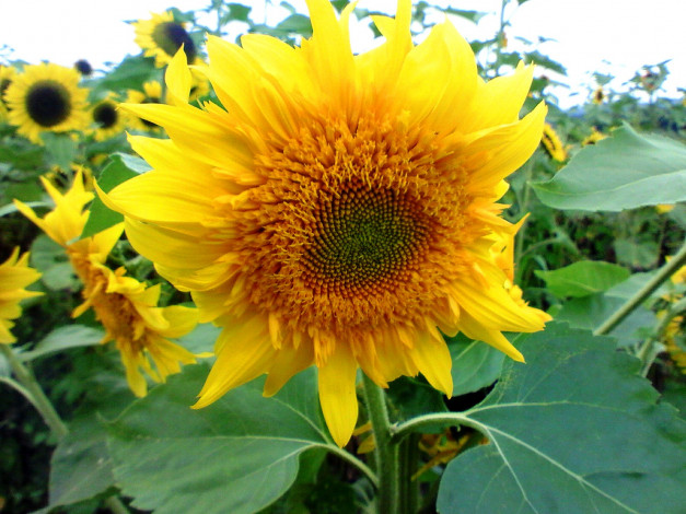 Обои картинки фото цветы, подсолнухи