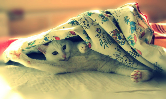 Обои картинки фото животные, коты, котэ