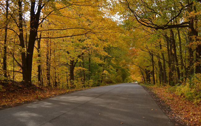 Обои картинки фото природа, дороги, дорога, лес, осень